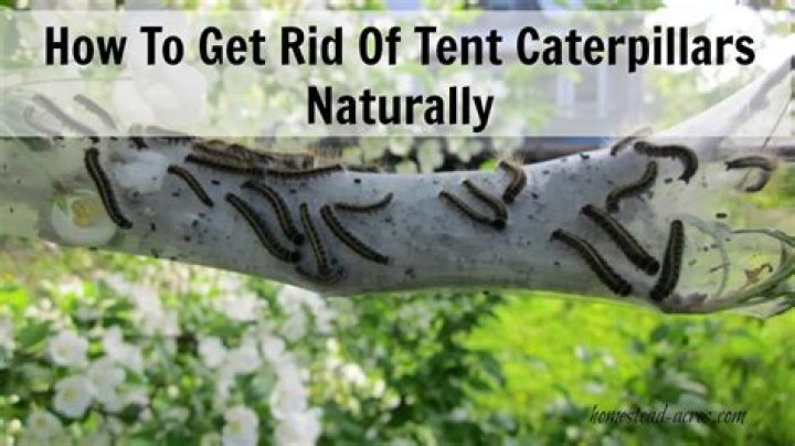 Can you drown tent caterpillars?