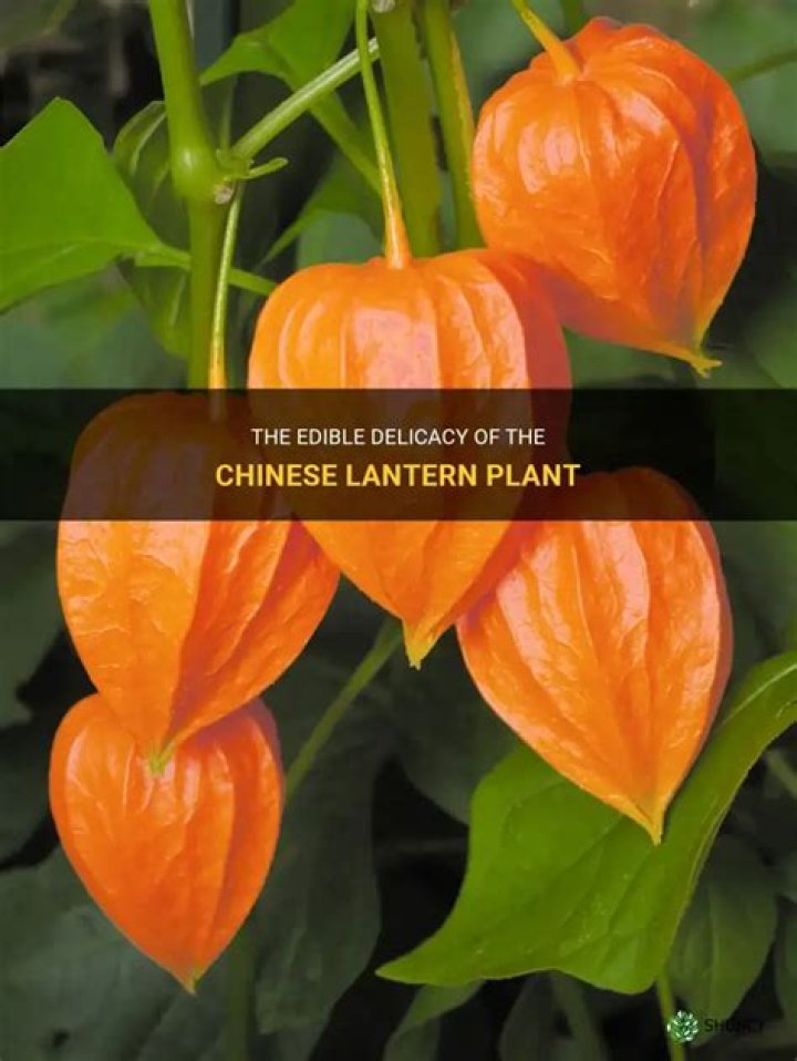 Can you eat Chinese lantern plant?