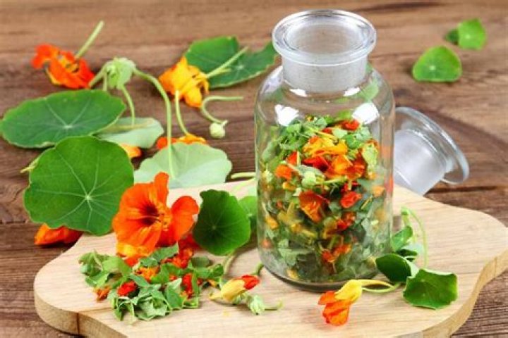 Can you eat nasturtiums flowers?