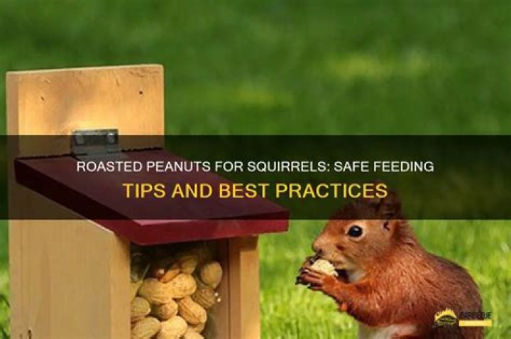 Can you give squirrels peanuts?