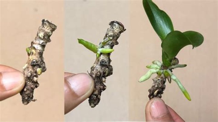 Can you grow an orchid from a root?