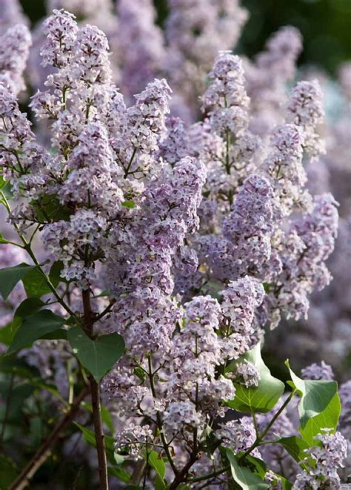 Can you grow lilacs in Colorado?