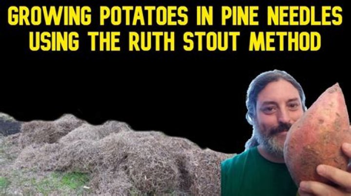 Can you grow potatoes in pine needles?