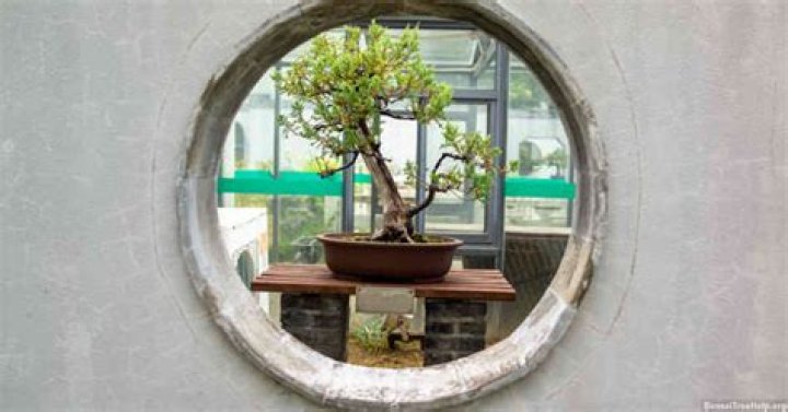Can you keep an outdoor bonsai indoors?