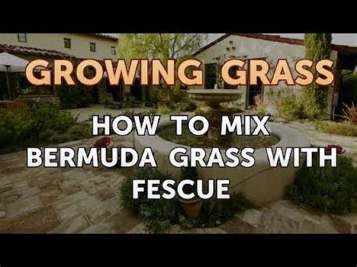 Can you mix Bermuda grass with fescue?