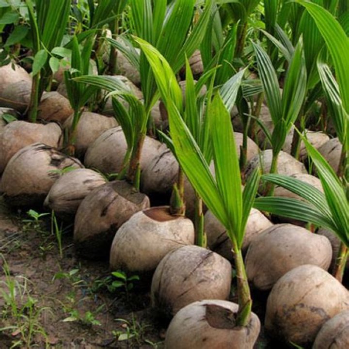 Can you plant a baby coconut?