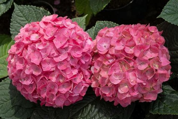 Can you plant a hydrangea outside?