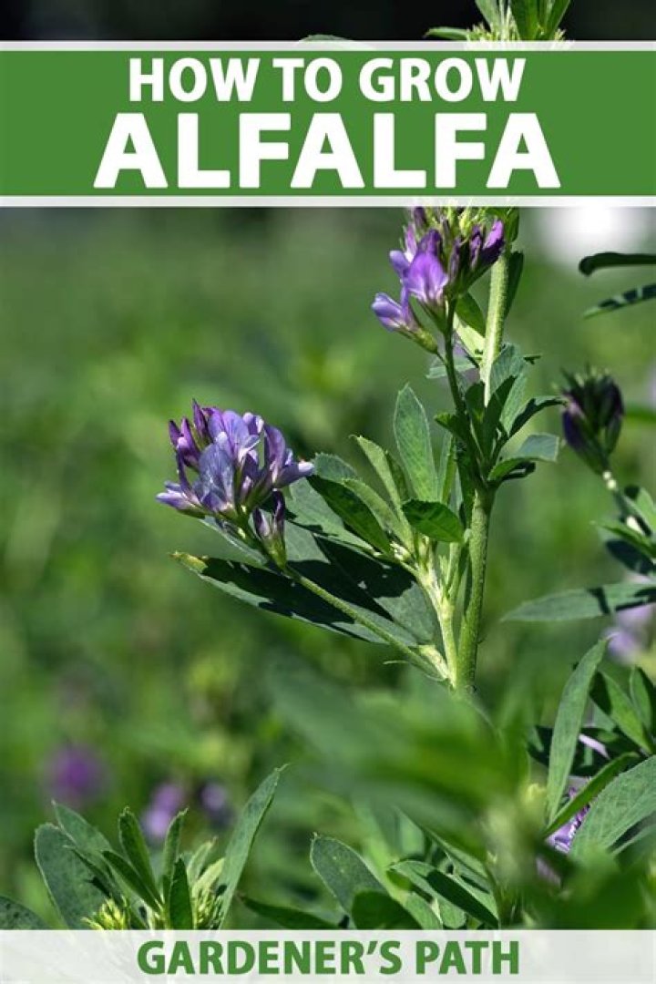Can you plant alfalfa in July?