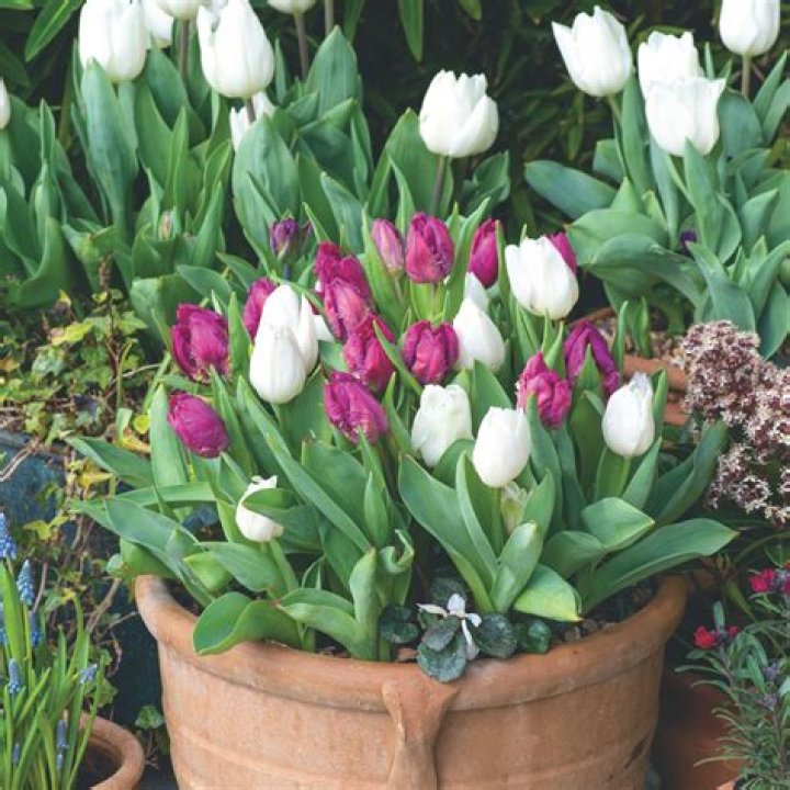 Can you plant tulips in pots?