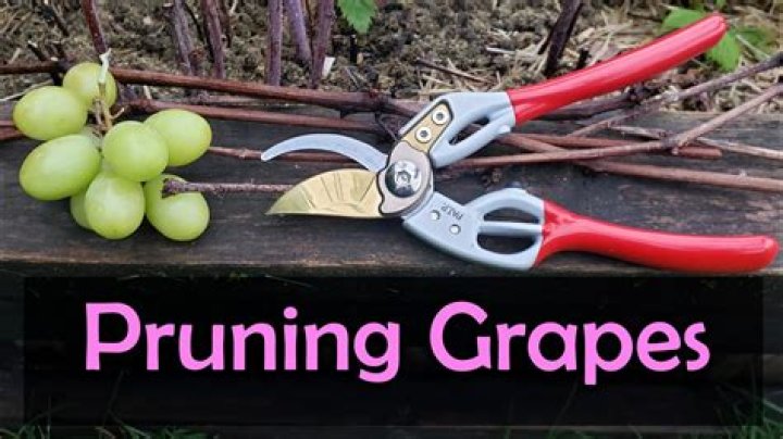 Can you prune grape vines in spring?