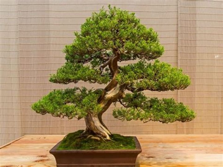 Can you sell bonsai trees?