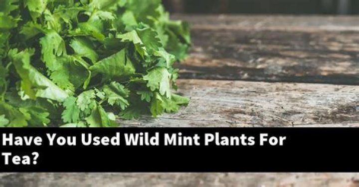 Can you use wild mint?