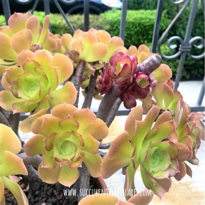 Do Aeoniums die after blooming?