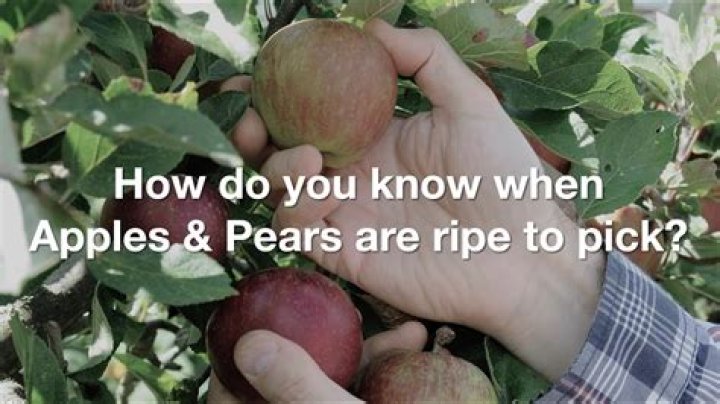 Do all fruits ripen after being picked?
