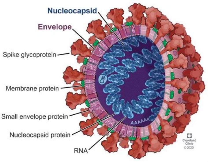 Do all viruses have capsid?
