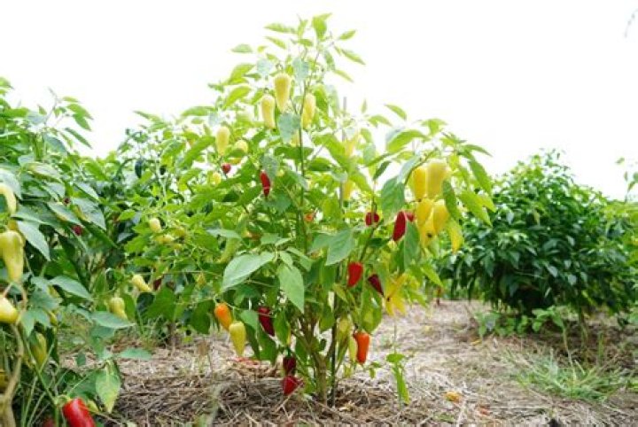 Do any peppers grow on trees?