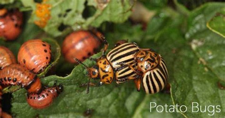 Do bugs like potatoes?