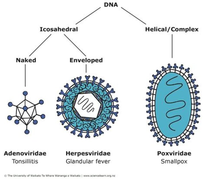 Do cells have capsid?