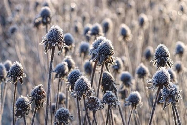 Do coneflowers die in the winter?