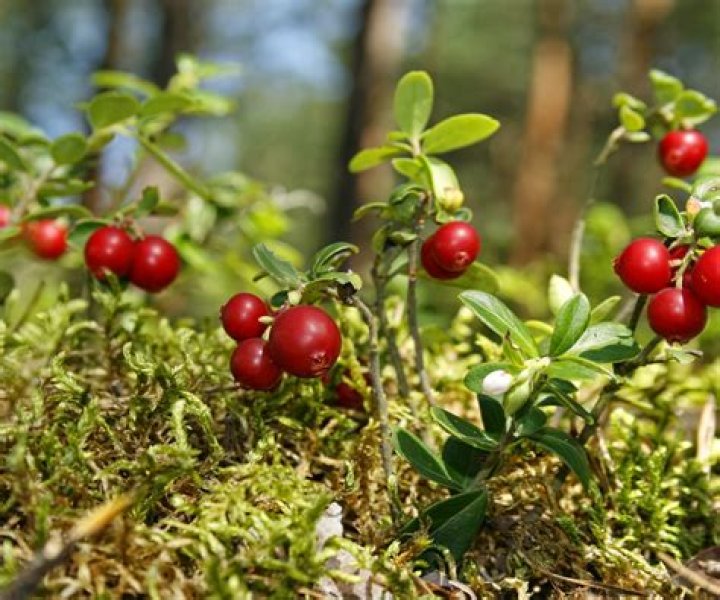 Do Cranberries have to be planted every year?