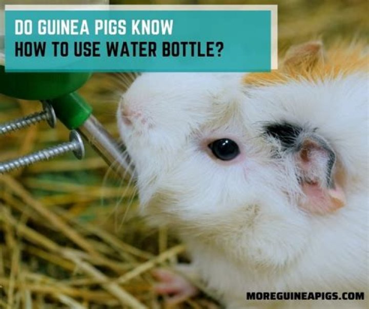Do guinea pigs know how do you use water bottle?