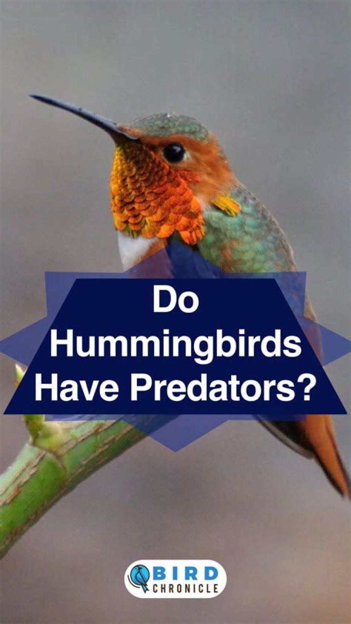 Do hummingbirds have any enemies?
