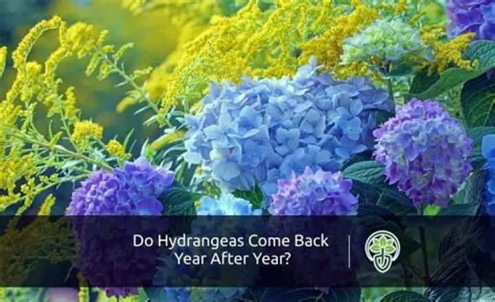 Do hydrangeas come back year after year?