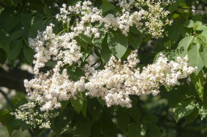 Do Japanese lilac trees attract bees?