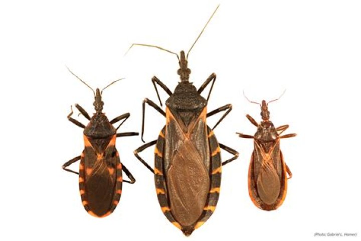 Do kissing bugs fly?