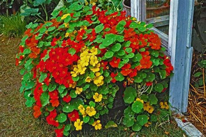 Do nasturtiums need full sun?