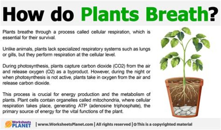 Do plants inhale oxygen?