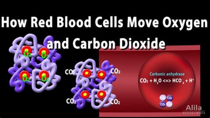 Do red blood cells carry co2?