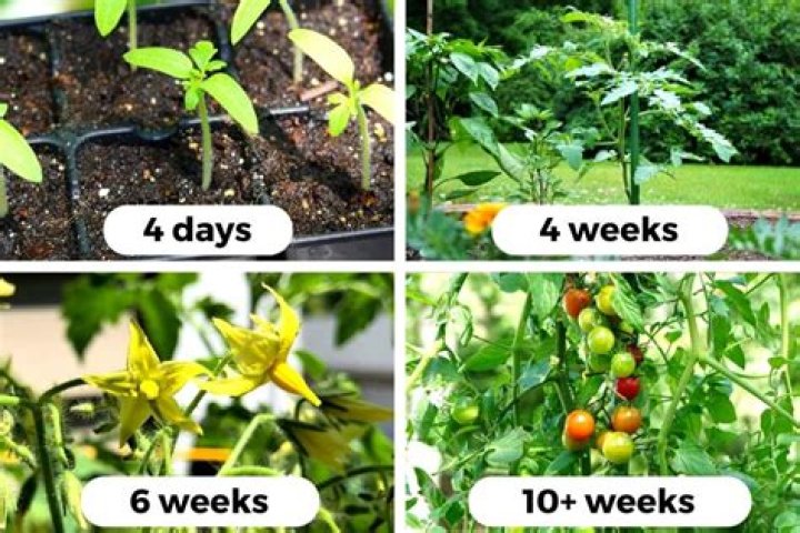 Do tomatoes plants keep producing?