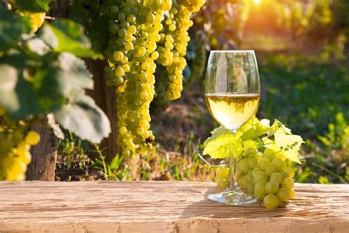 Do wine grapes contain alcohol?