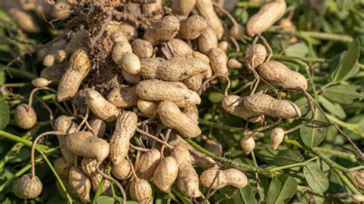 Do you shell peanuts before planting?