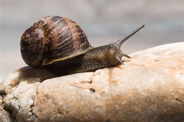 Does a snail crawl or slither?