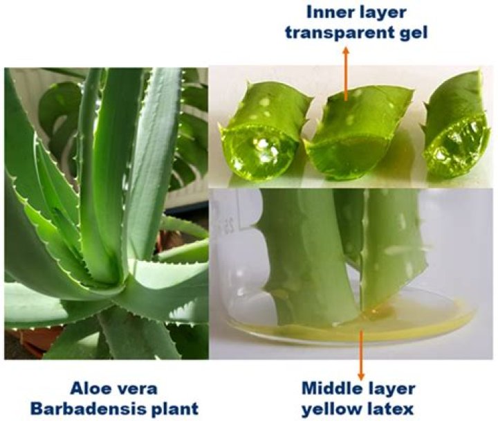 Does aloe vera help bladder pain?