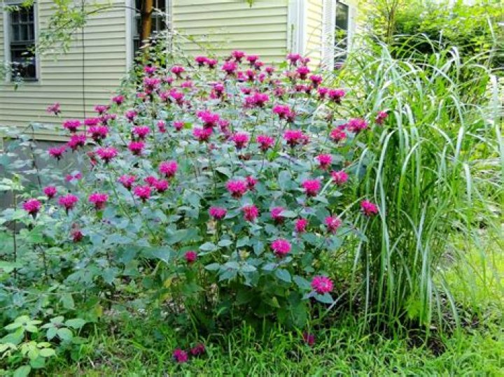 Does bee balm spread by seed?