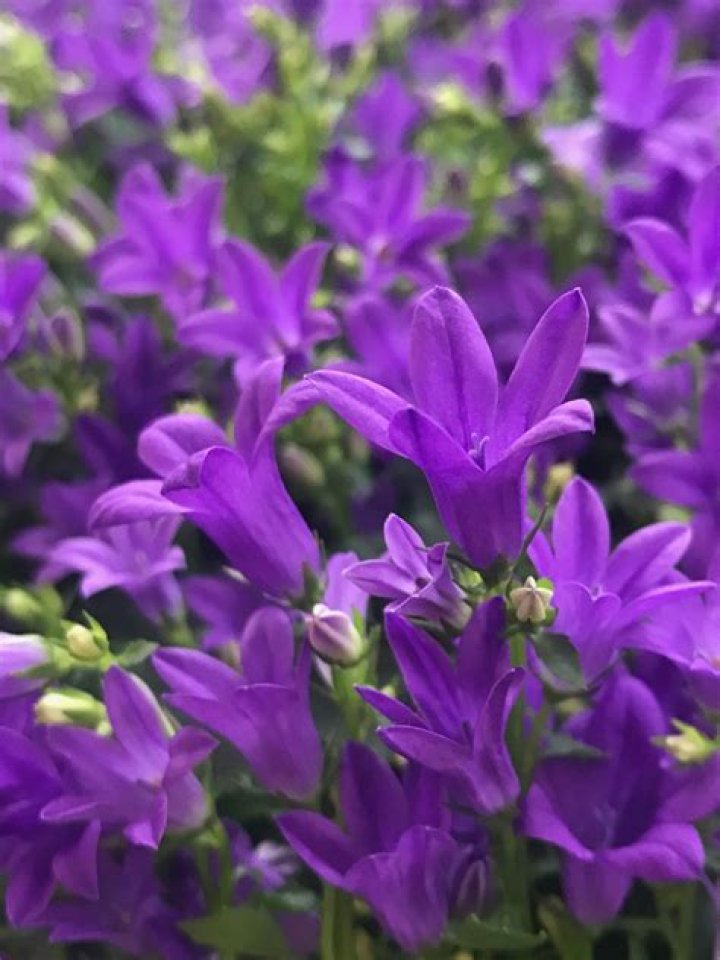 Does campanula bloom all summer?