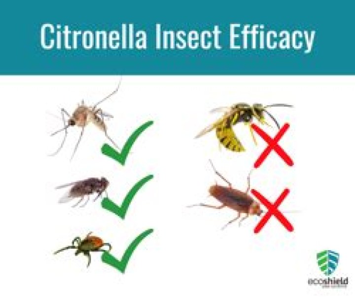 Does citronella repel bees?