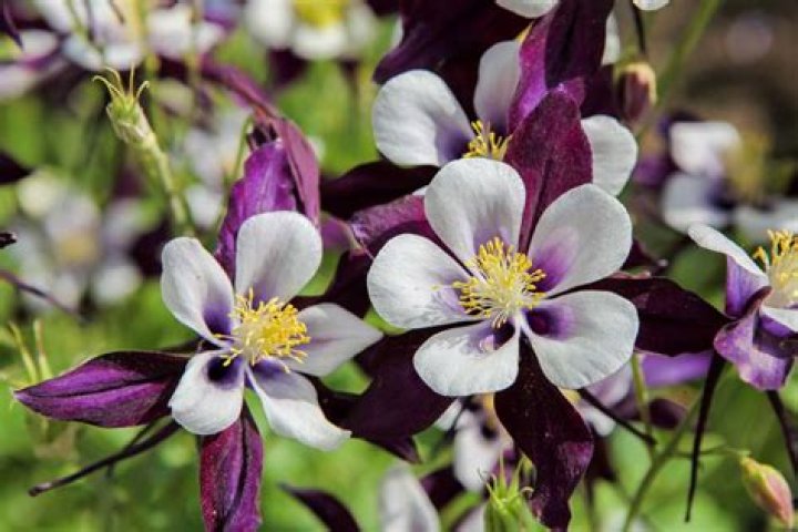 Does Columbine mean little dove?