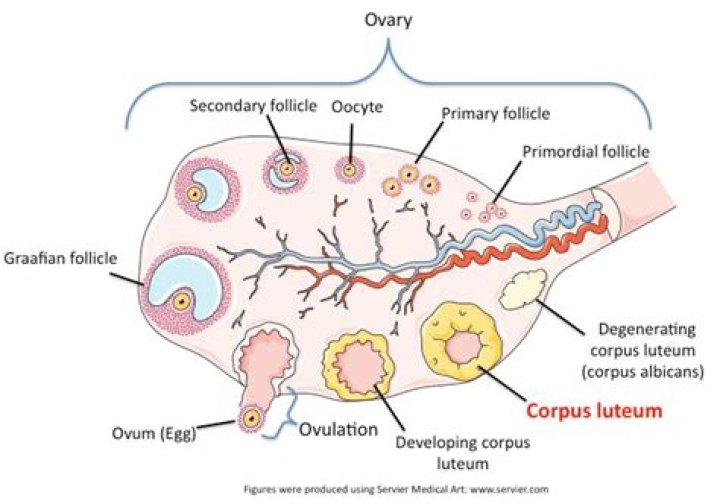 Does corpus luteum secrete LH?