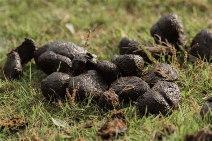 Does ground turkey have poop in it?