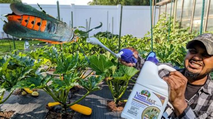 Does neem oil kill borers?