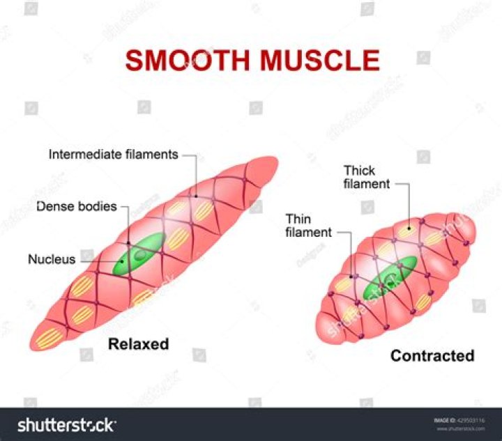 Does smooth muscle have myogenic activity?