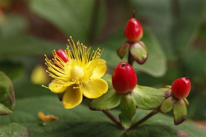 Does St John's wort have berries?