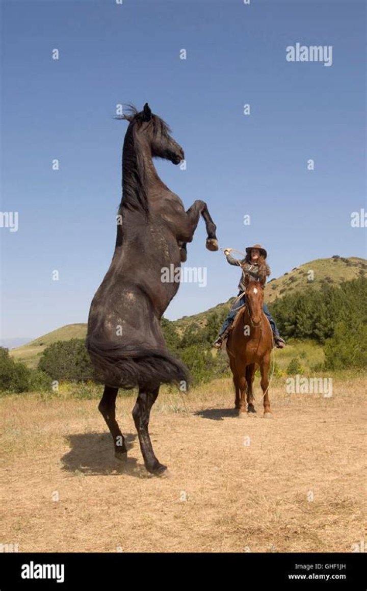 Does the horse in Flicka die?