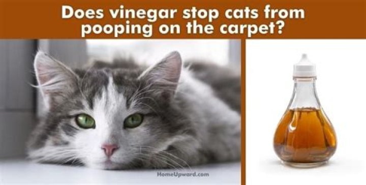 Does vinegar stop cats from pooping?