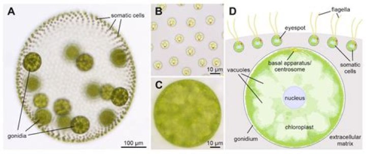 Does volvox have a cell wall?