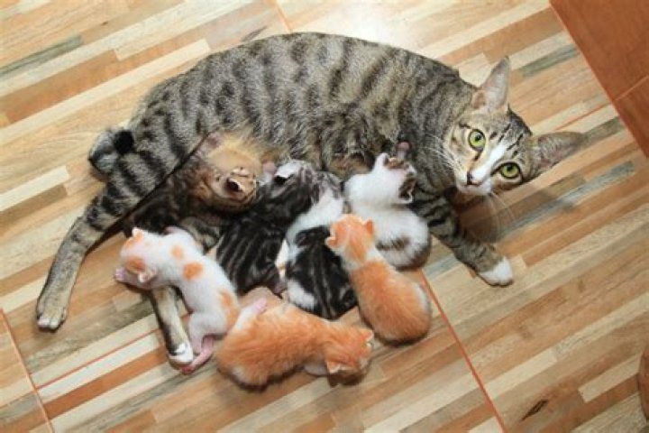 How a mother cat cares for her kittens?